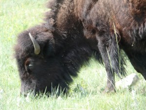 Panasonic Misc 2012 020