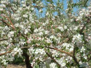 Spring apple blossoms 003