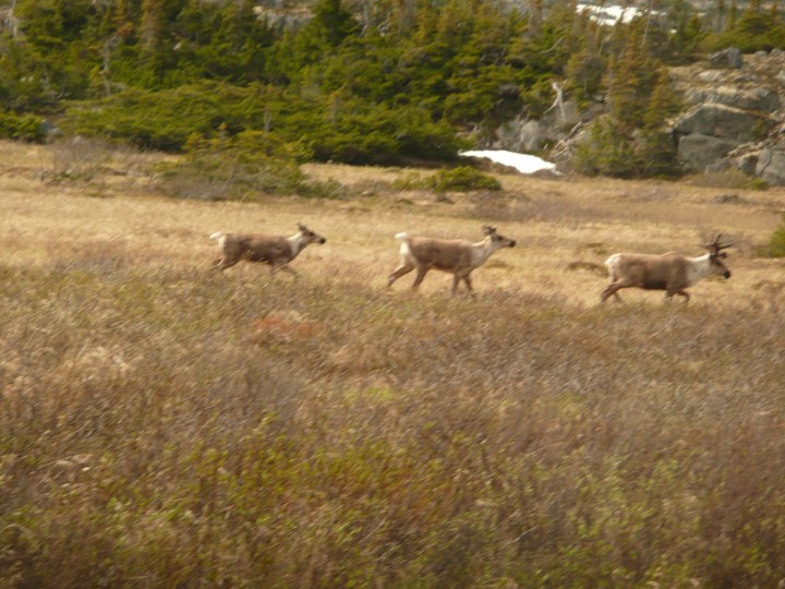 Panasonic Misc 2012 570